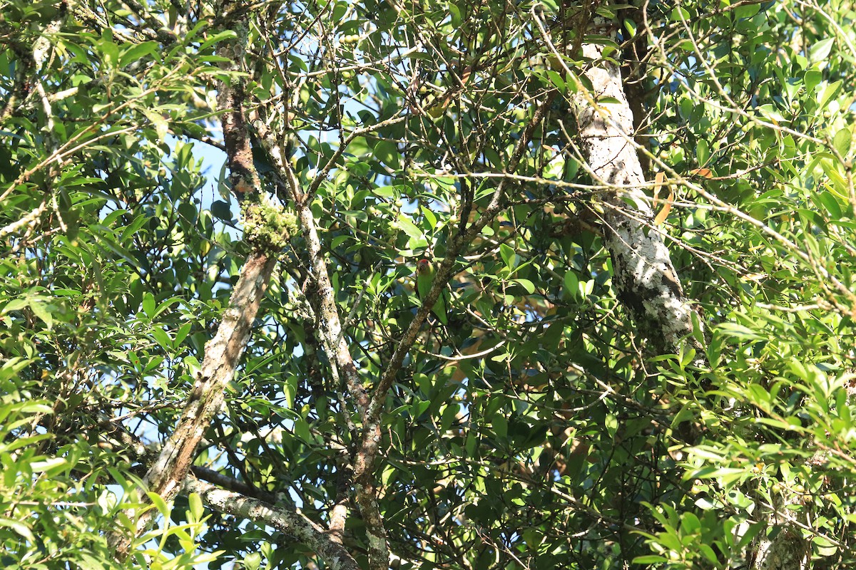 Red-fronted Parrotlet - ML646596147