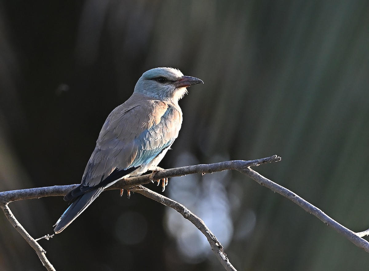 Сизоворонка - ML646596149