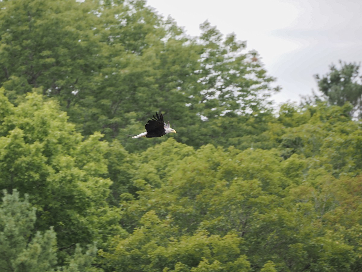 Pygargue à tête blanche - ML646596150