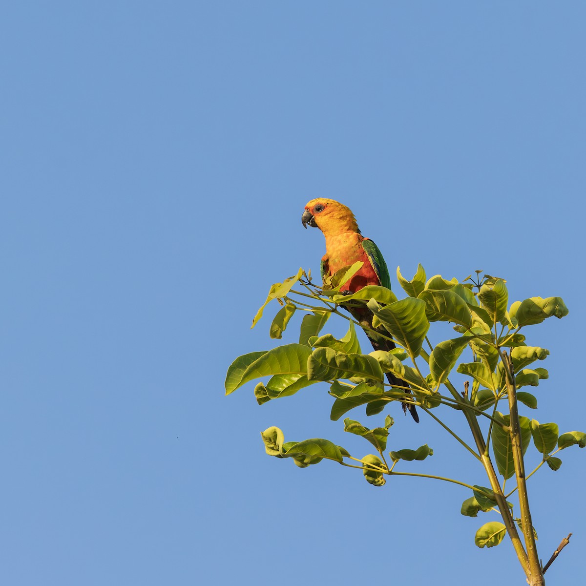 Jandaya Papağanı - ML646596152