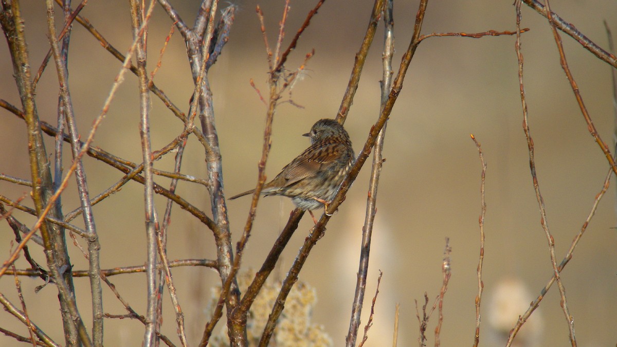 Dunnock - ML646596153
