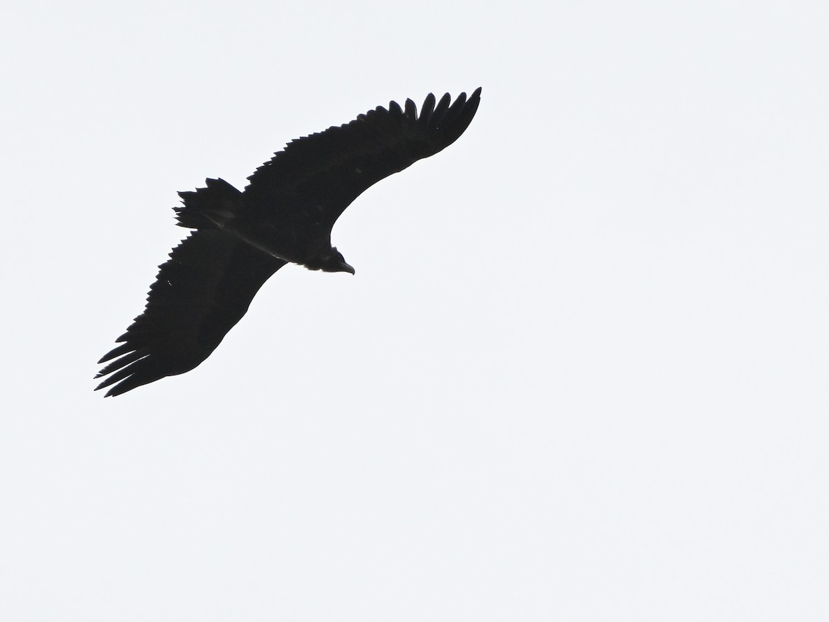 sup hnědý - ML646596156