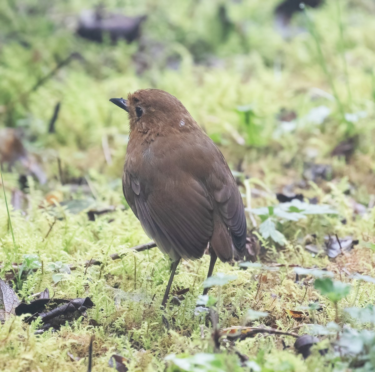Equatorial Antpitta - ML646596157