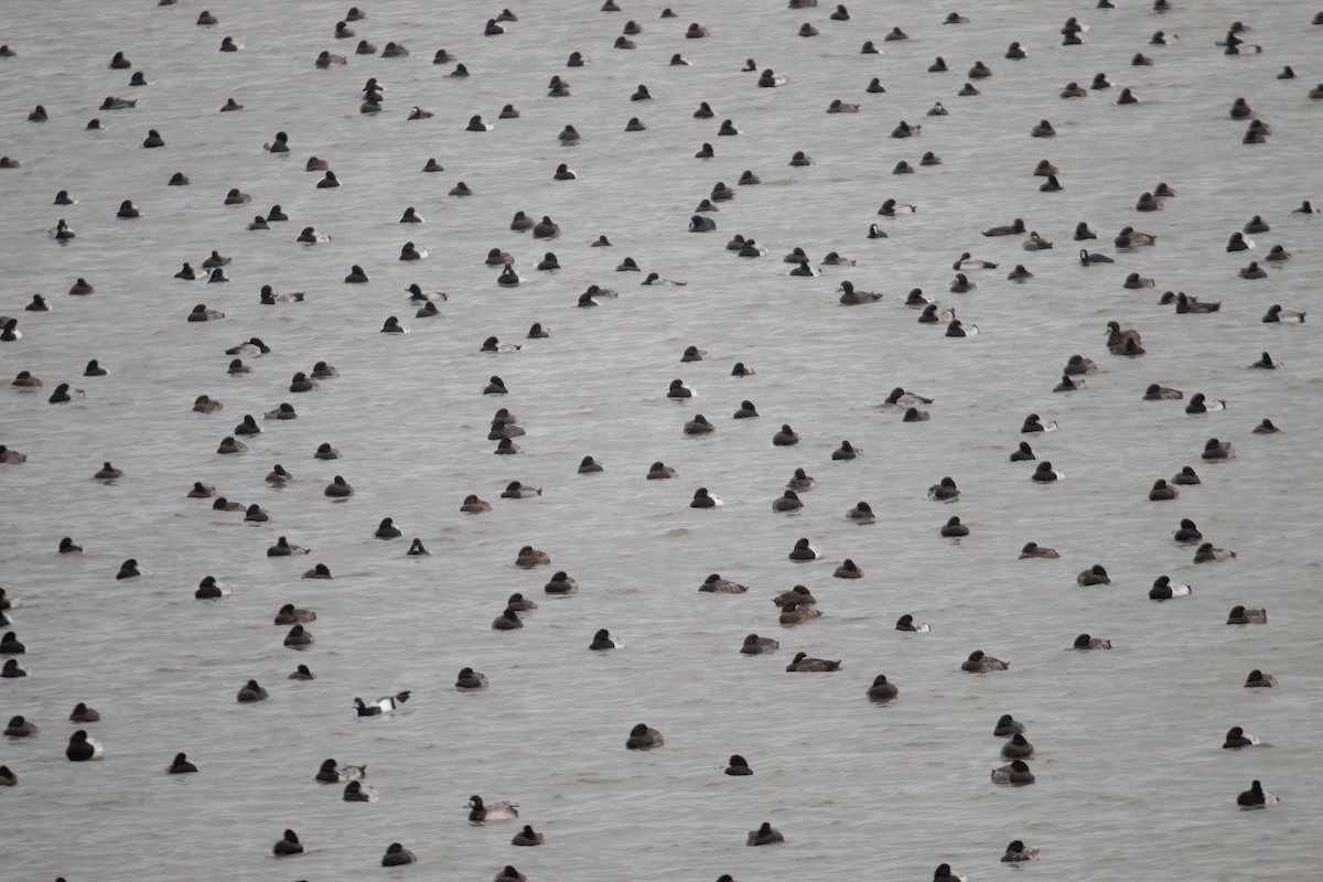 Морская чернеть - ML646596159