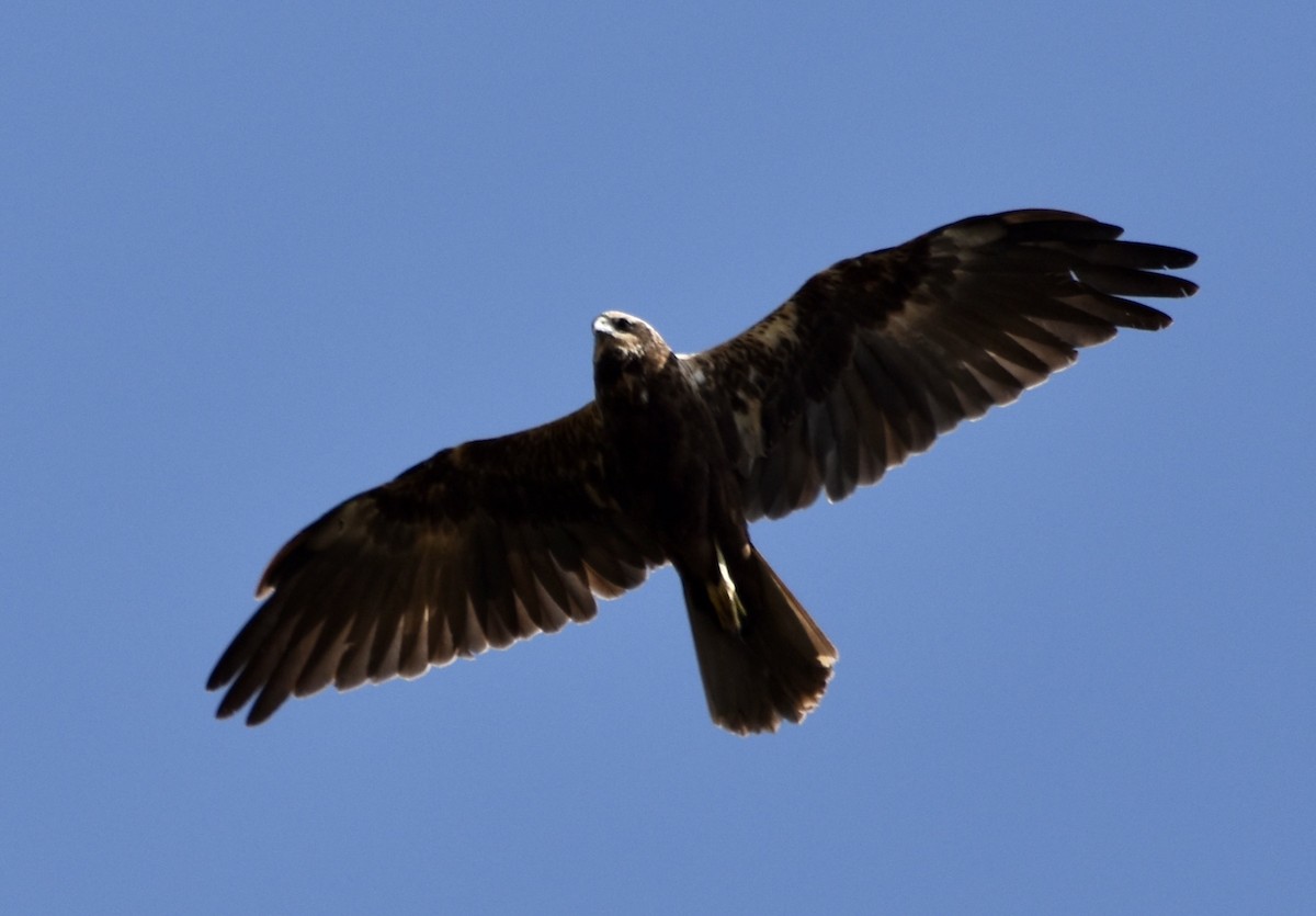 Western Marsh Harrier - ML646596160