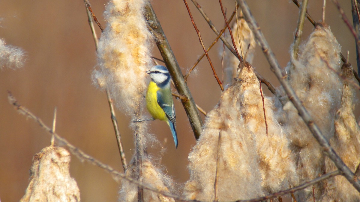 Amilotx urdin europarra - ML646596164