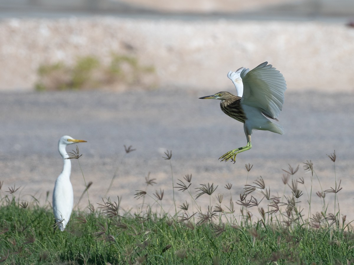 印度池鷺 - ML646596168