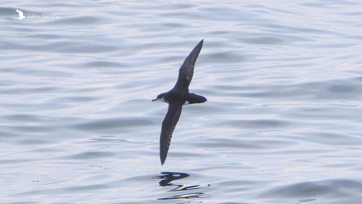 Manx Shearwater - ML646596171