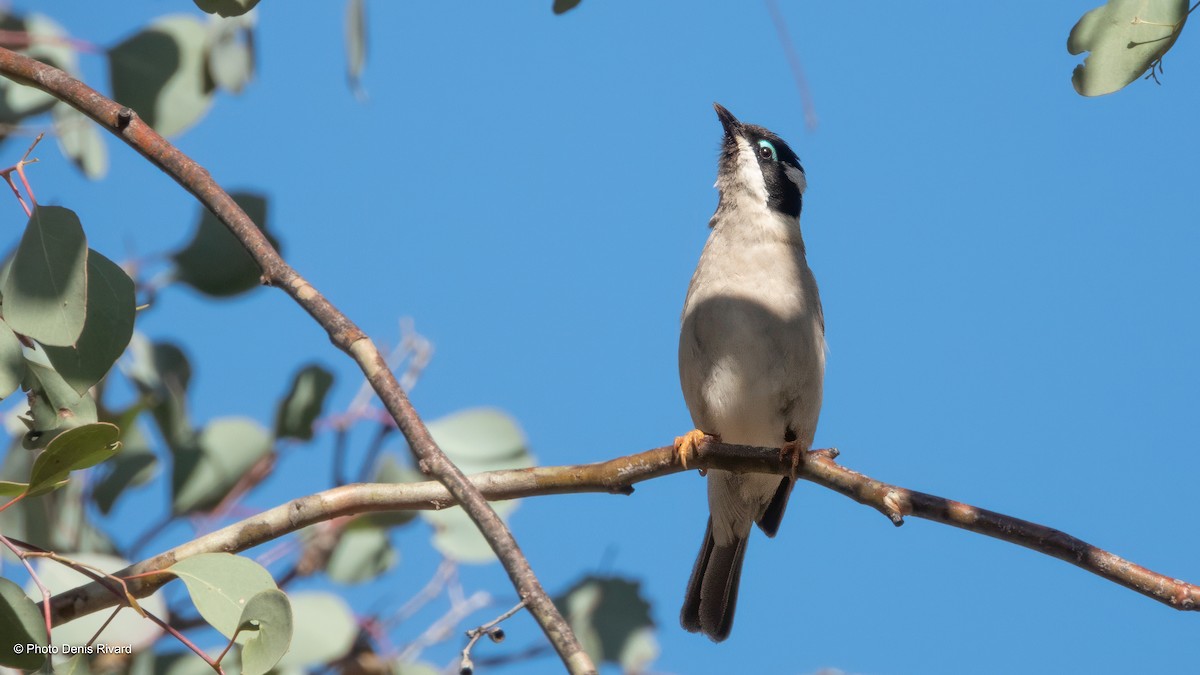 Black-chinned Honeyeater - ML646596172
