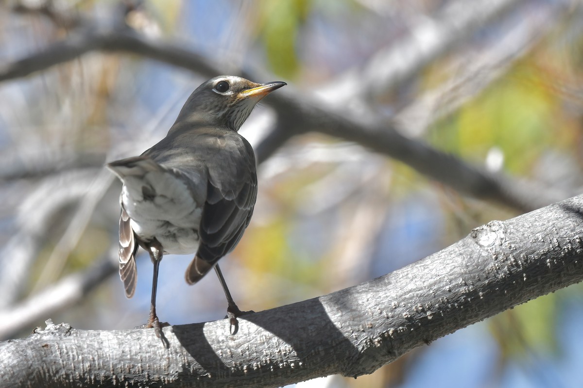 American Robin - ML646596173