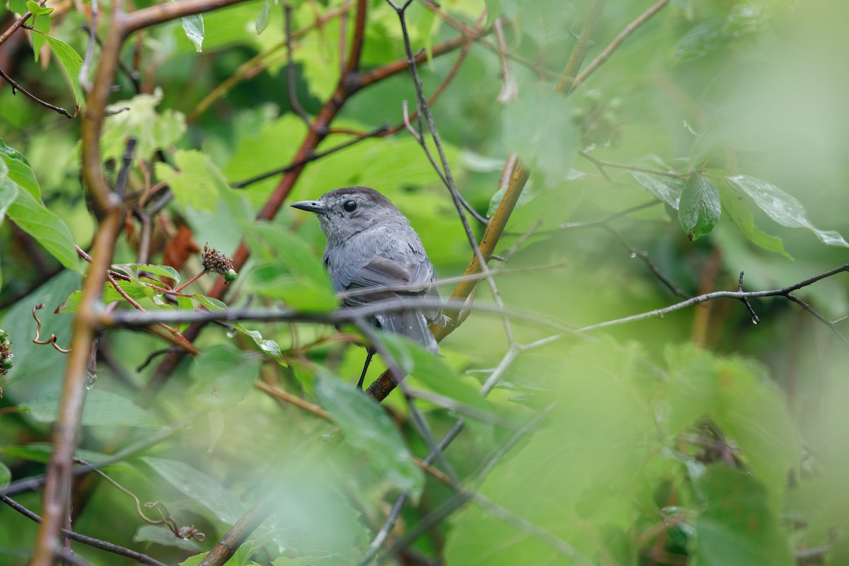 Пересмішник сірий - ML646596174