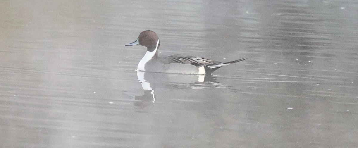 Ahate buztanluzea - ML646596188