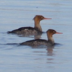 Длинноносый крохаль - ML646596192