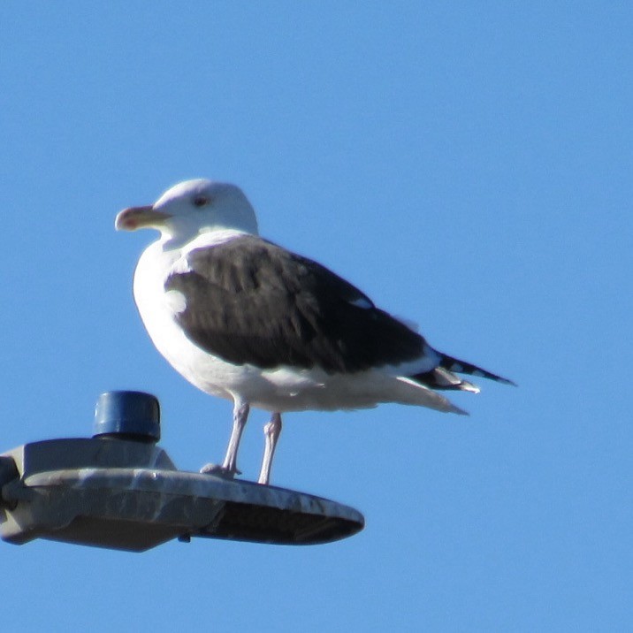 Морская чайка - ML646596201