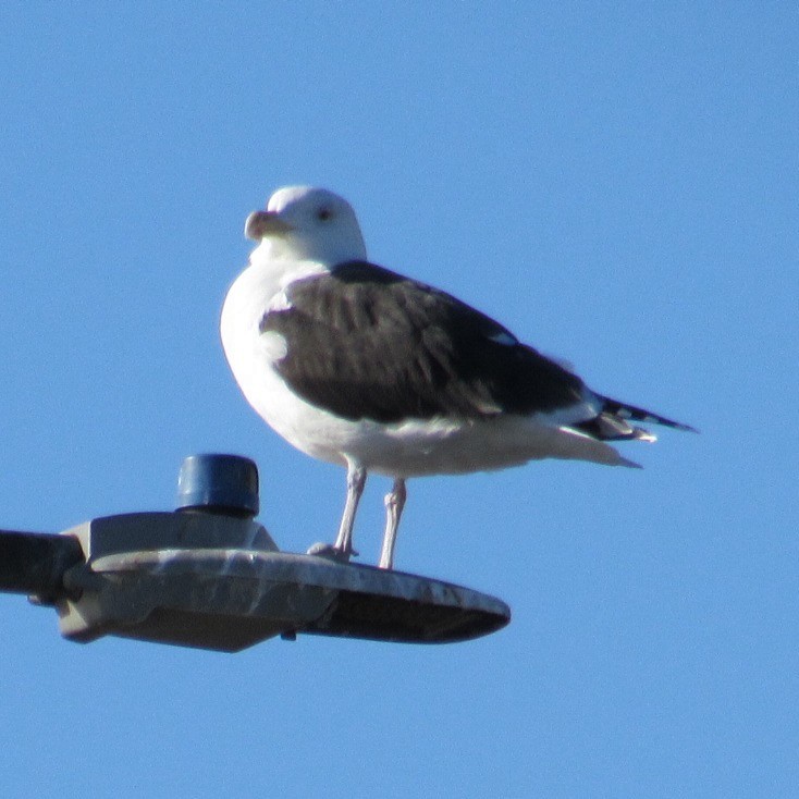 Морская чайка - ML646596202