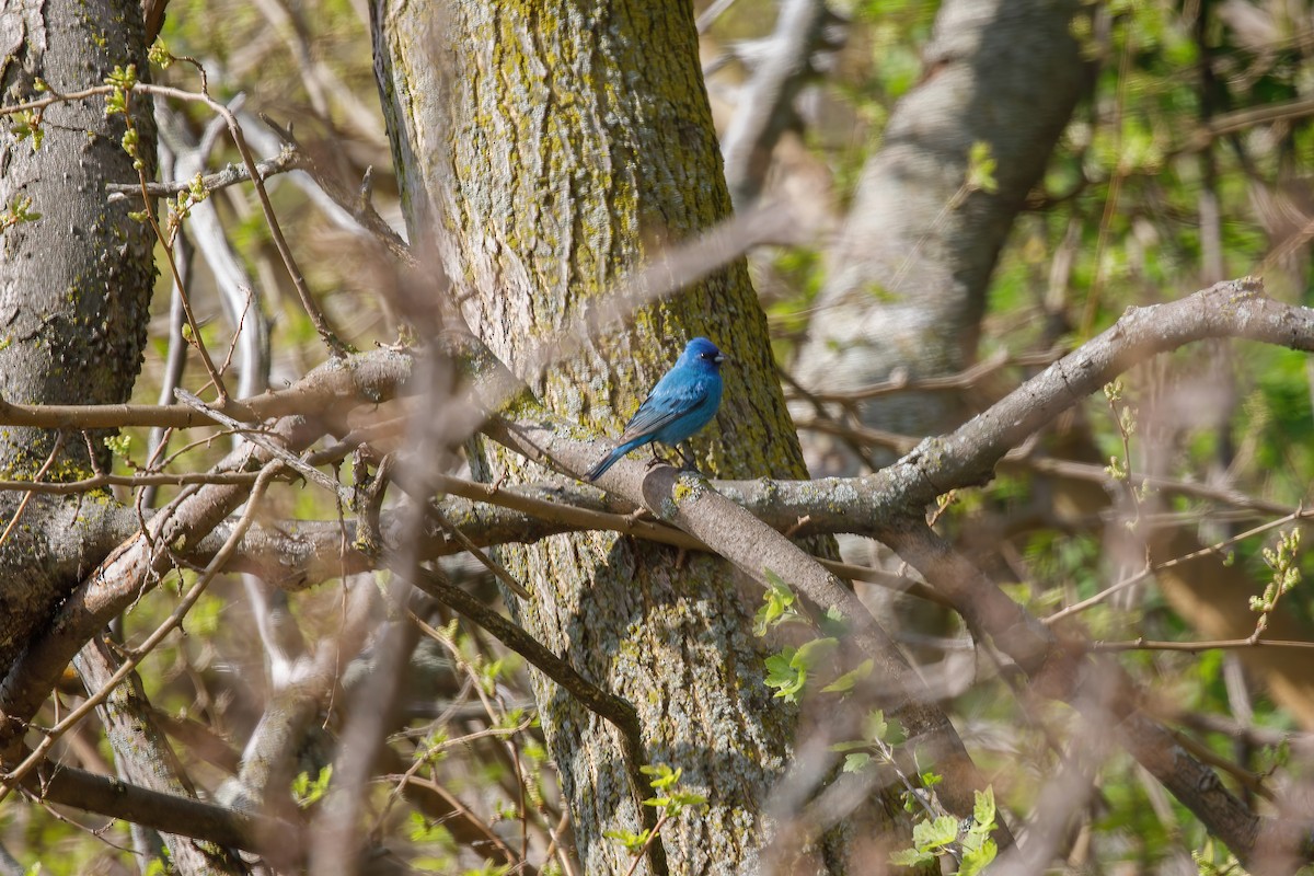 Indigo Bunting - ML646596209