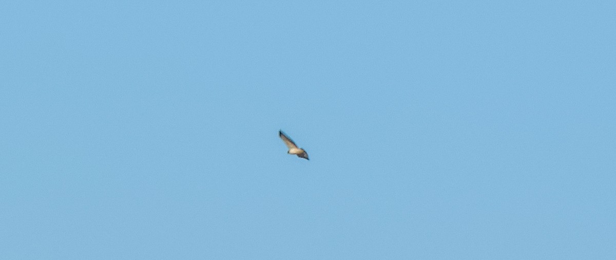 Short-tailed Hawk - ML646596210