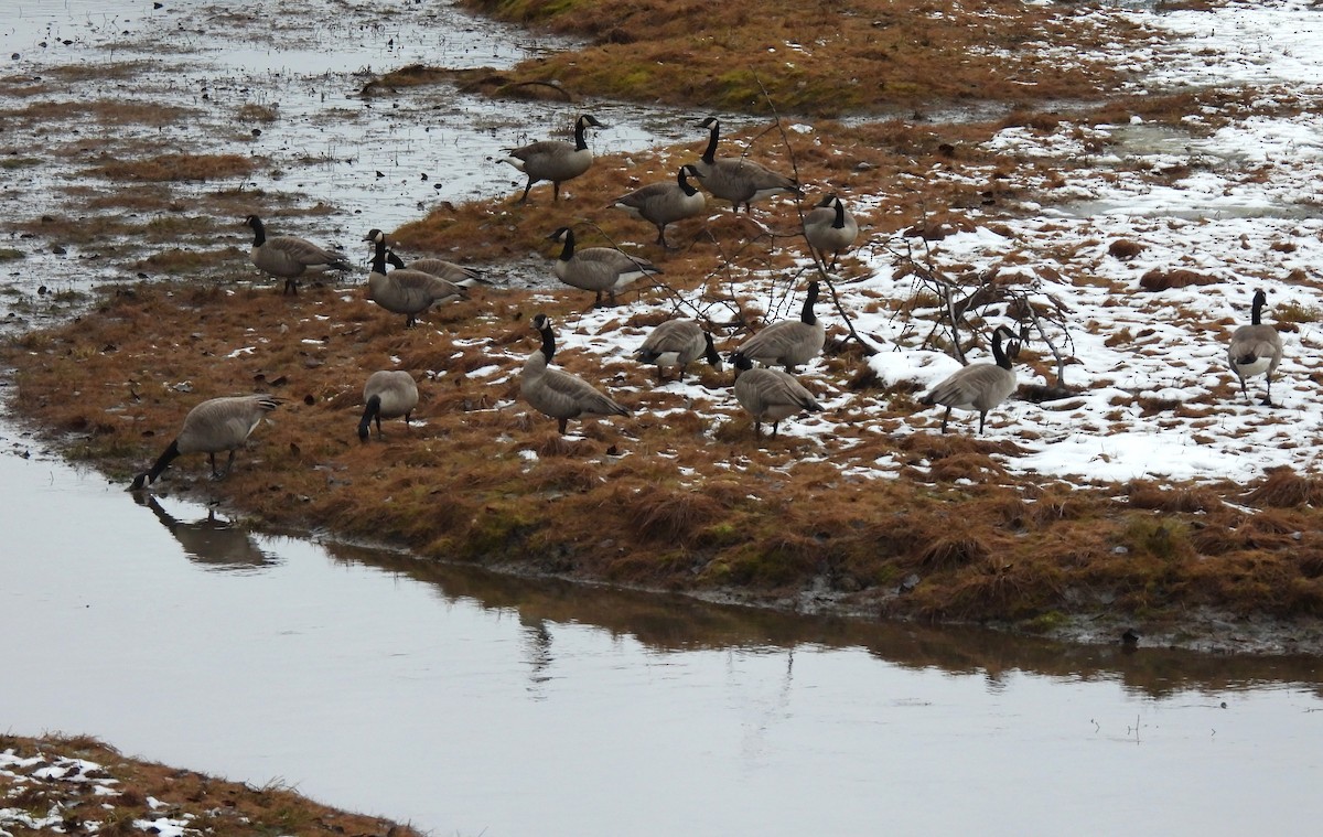 Branta kanadar handia - ML646596213