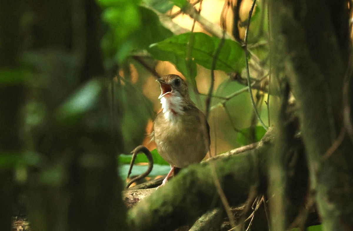 Puvel's Illadopsis - ML646596215