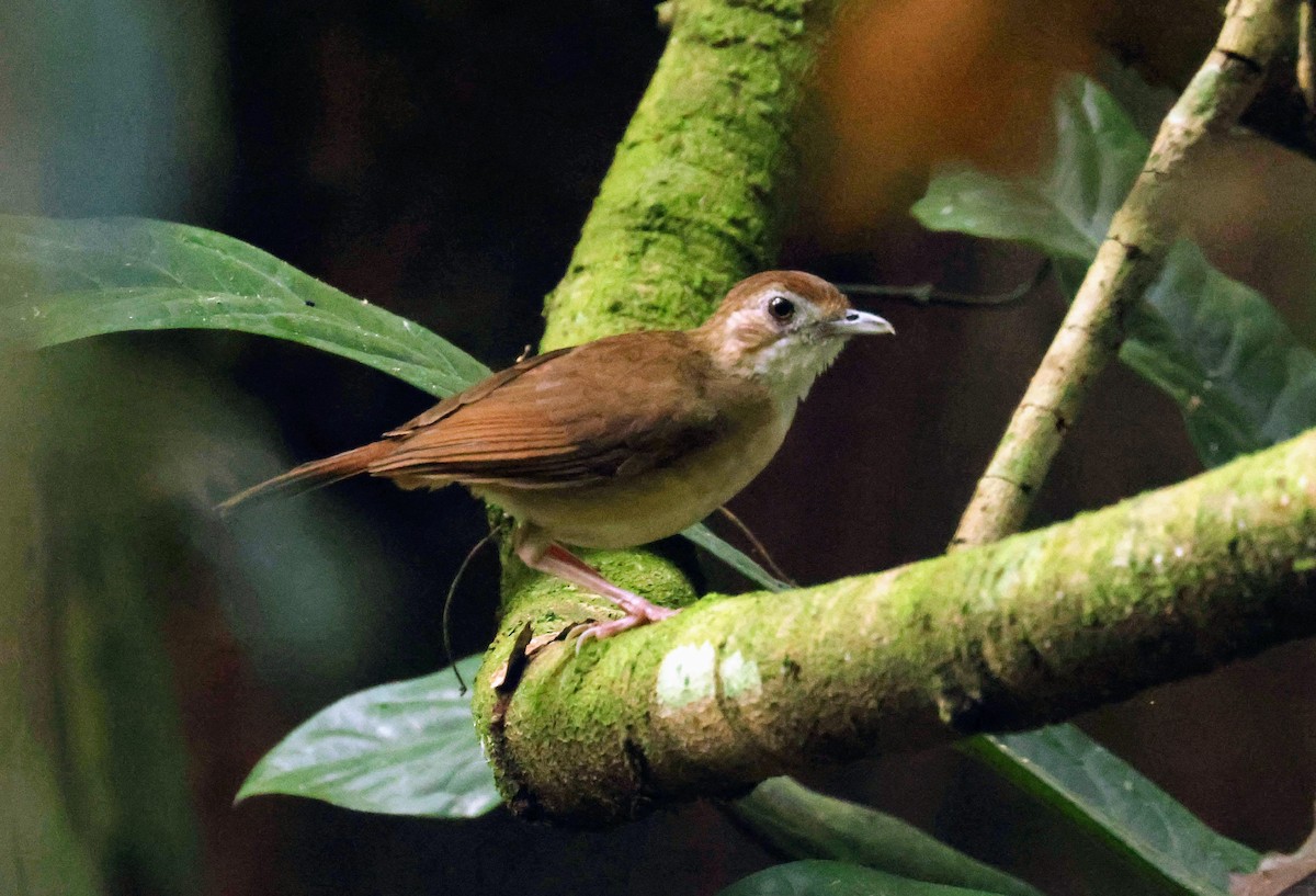 Puvel's Illadopsis - ML646596216