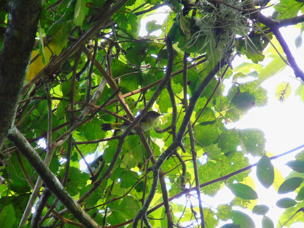 סבכון חכלילי - ML646596217