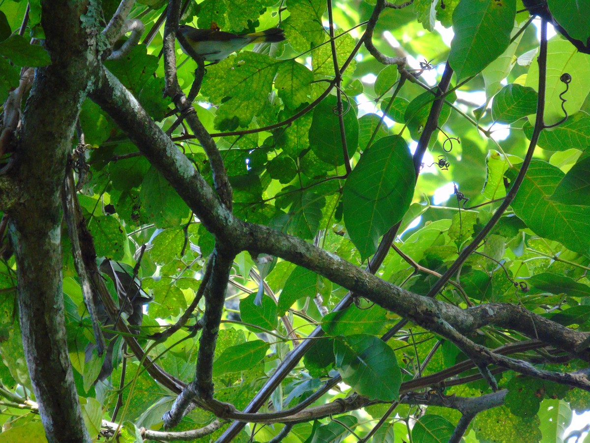 סבכון חכלילי - ML646596218