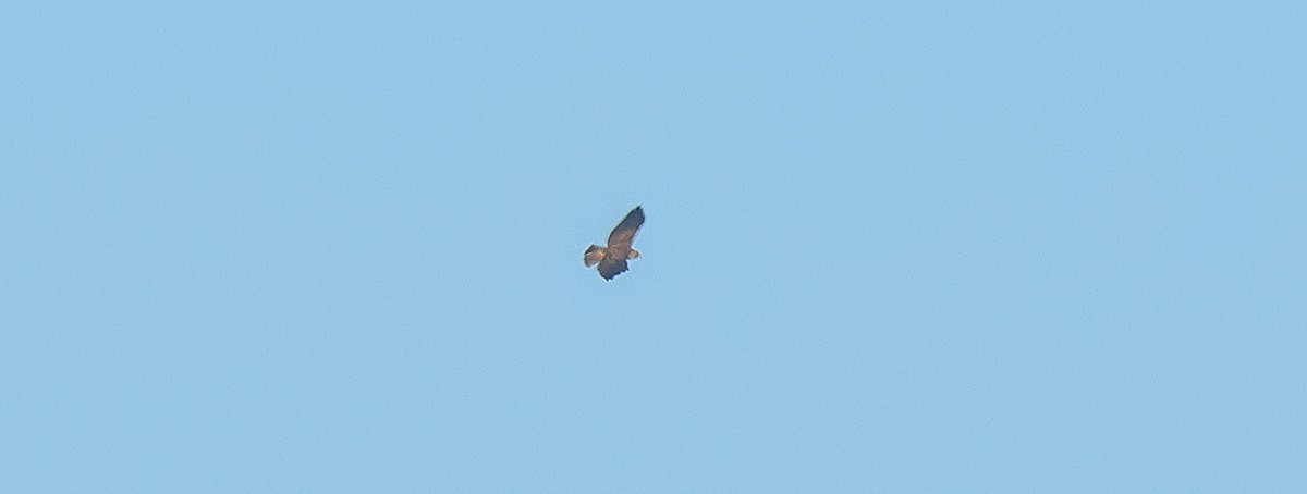 Short-tailed Hawk - ML646596219