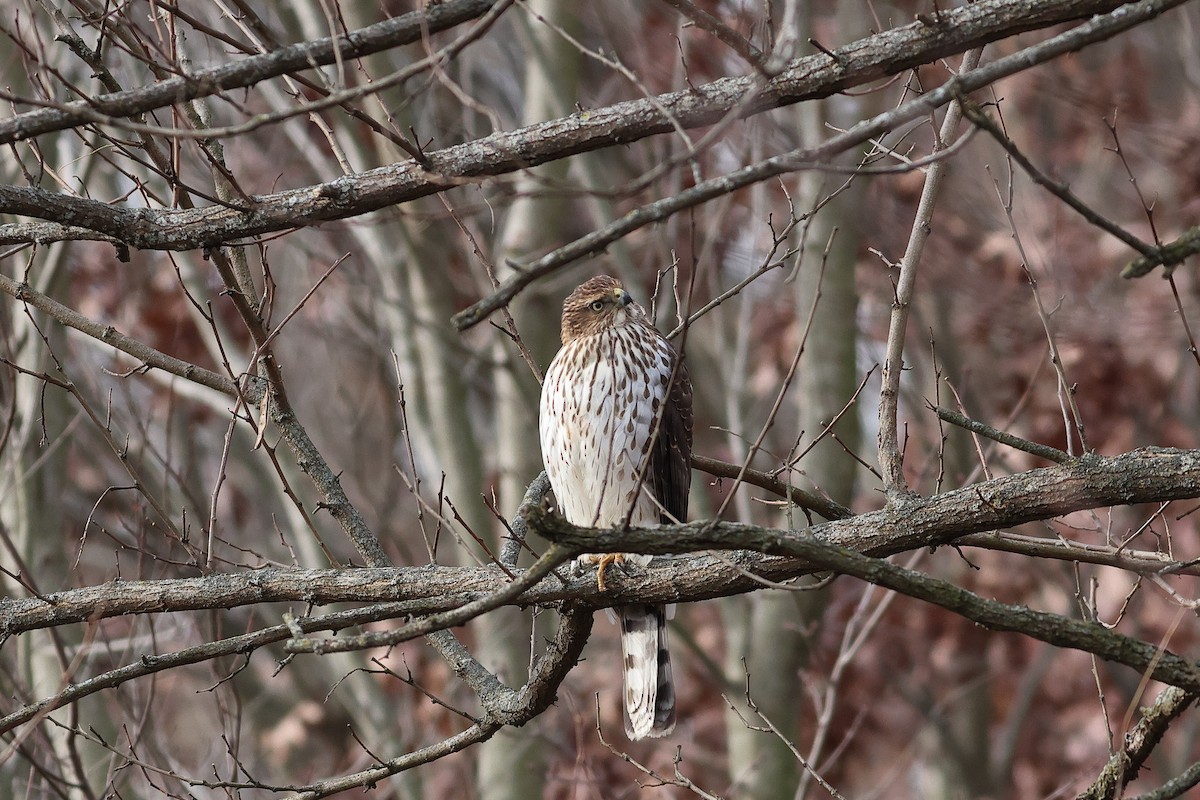 Cooper's Hawk - ML646596221