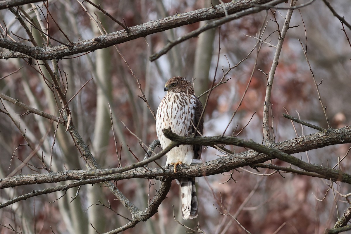 Cooper's Hawk - ML646596222