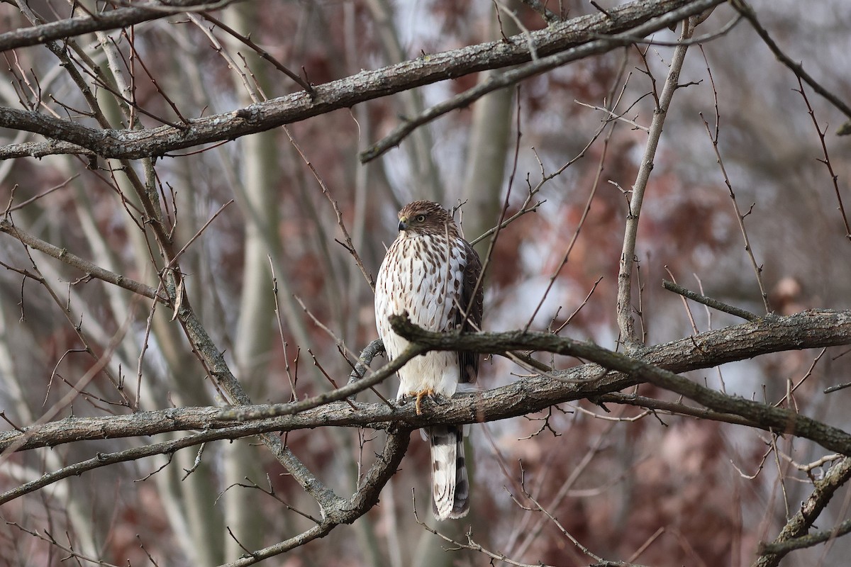 Cooper's Hawk - ML646596223