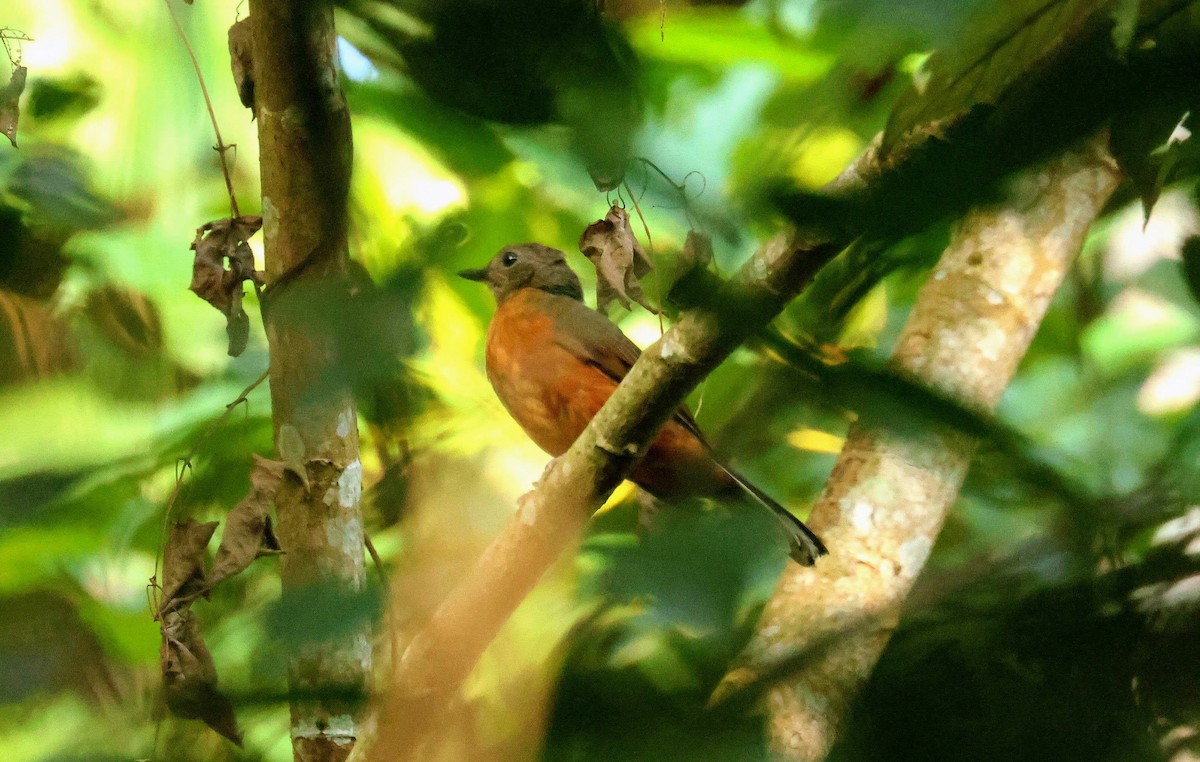 drozdík guinejský - ML646596227