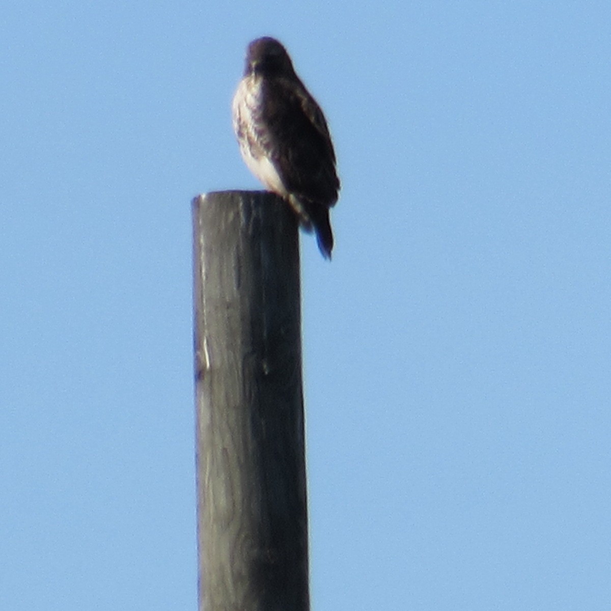 Cooper's Hawk - ML646596230