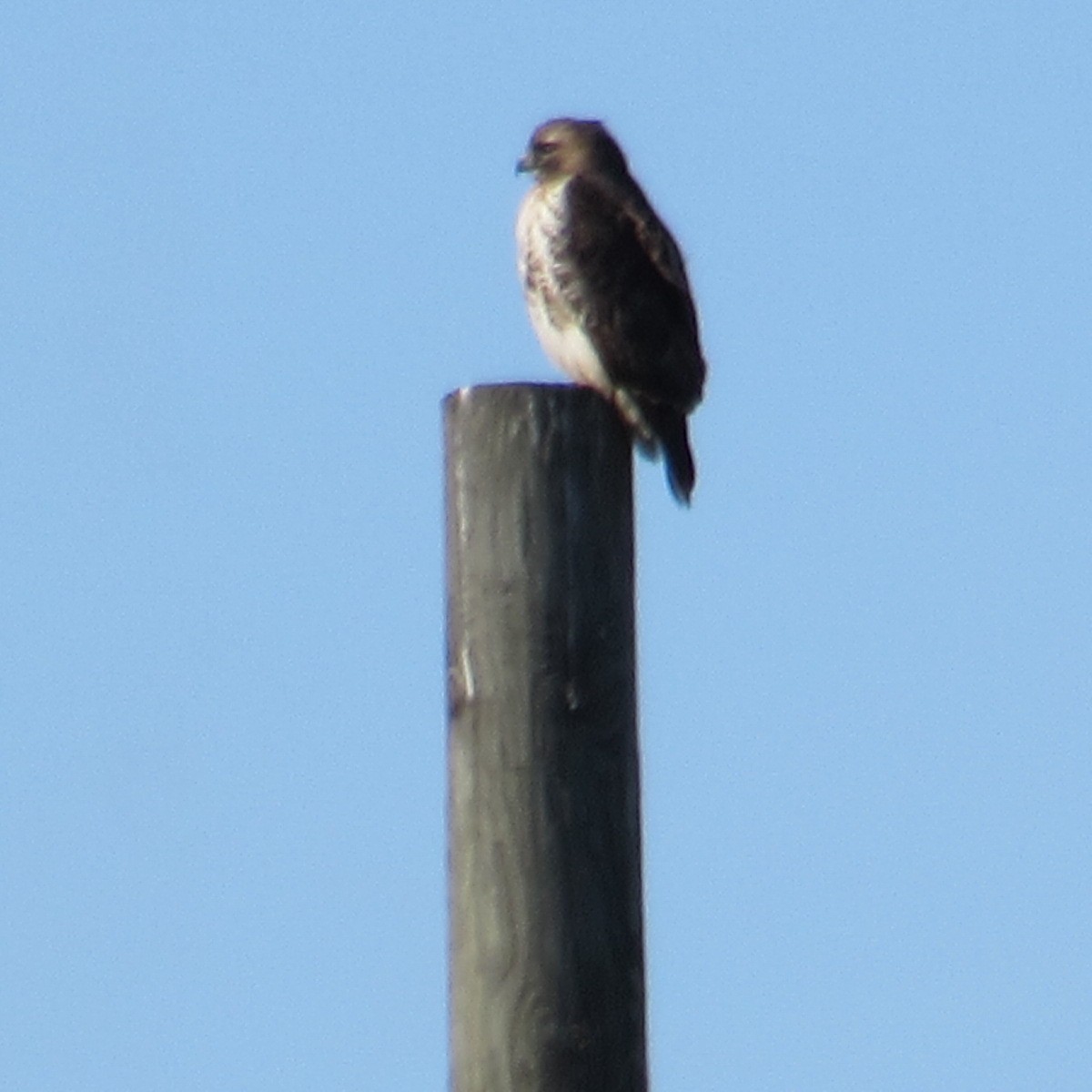 Cooper's Hawk - ML646596231