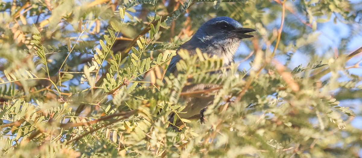 Woodhouse's Scrub-Jay - ML646596234