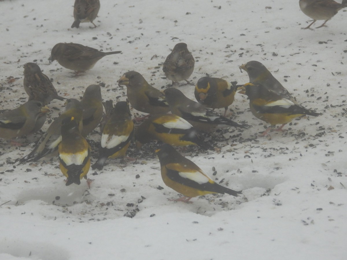 Evening Grosbeak - ML646596241