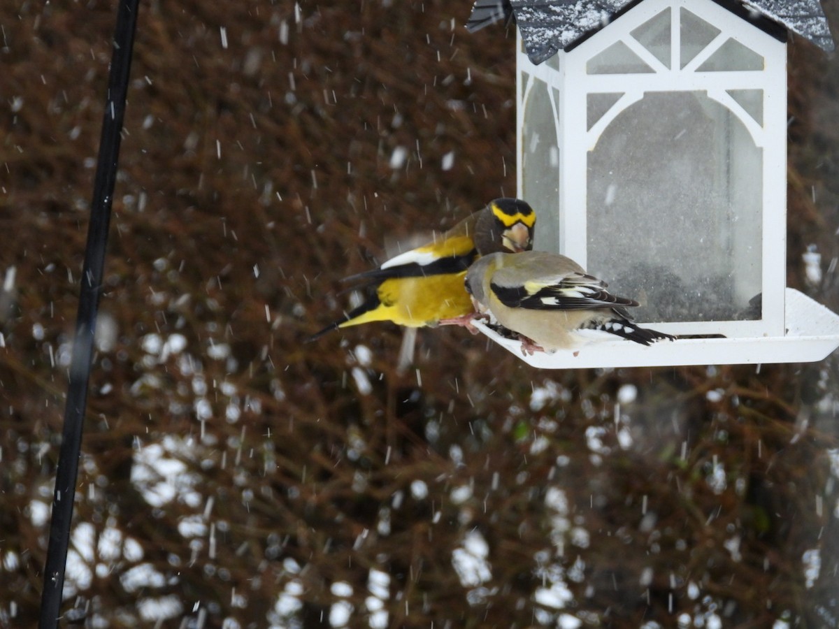 Evening Grosbeak - ML646596242