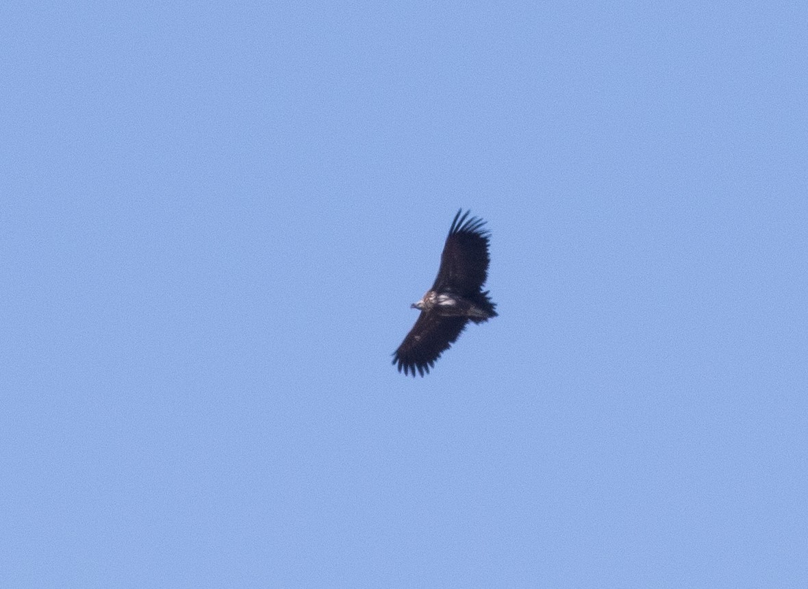 Lappet-faced Vulture - ML646596243
