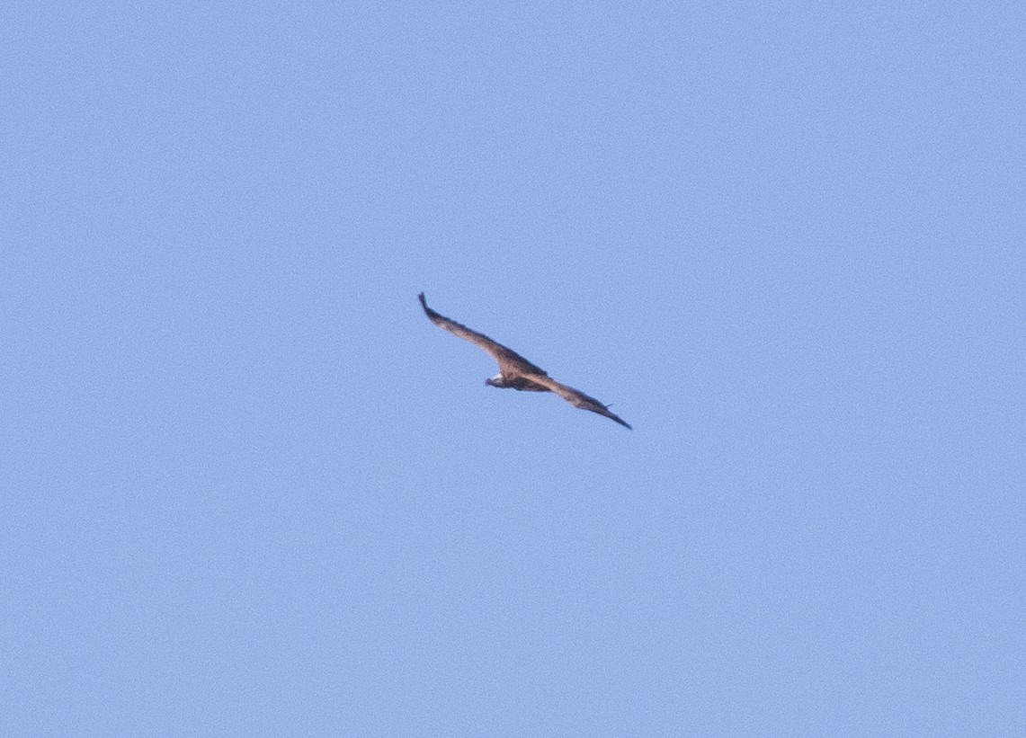 Lappet-faced Vulture - ML646596244