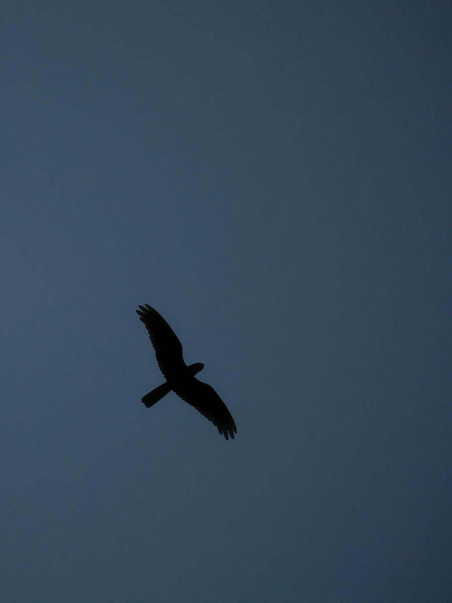 Great Eared-Nightjar - ML646596245