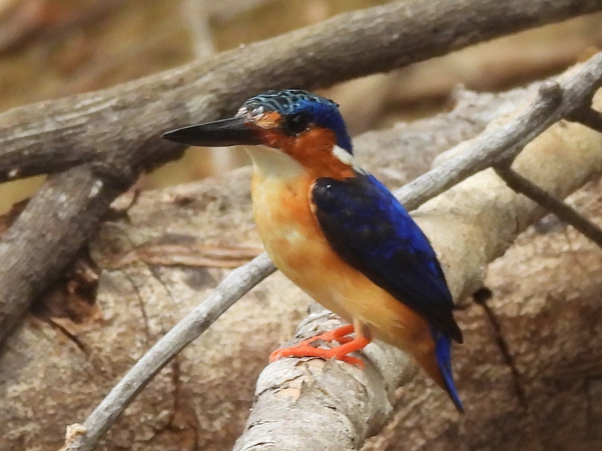 Malagasy Kingfisher - ML646596248