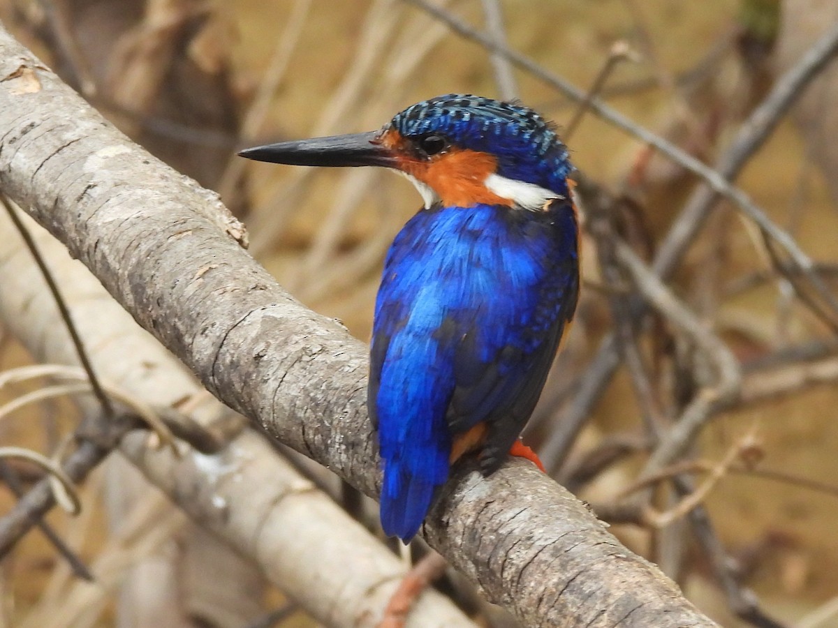 Malagasy Kingfisher - ML646596249