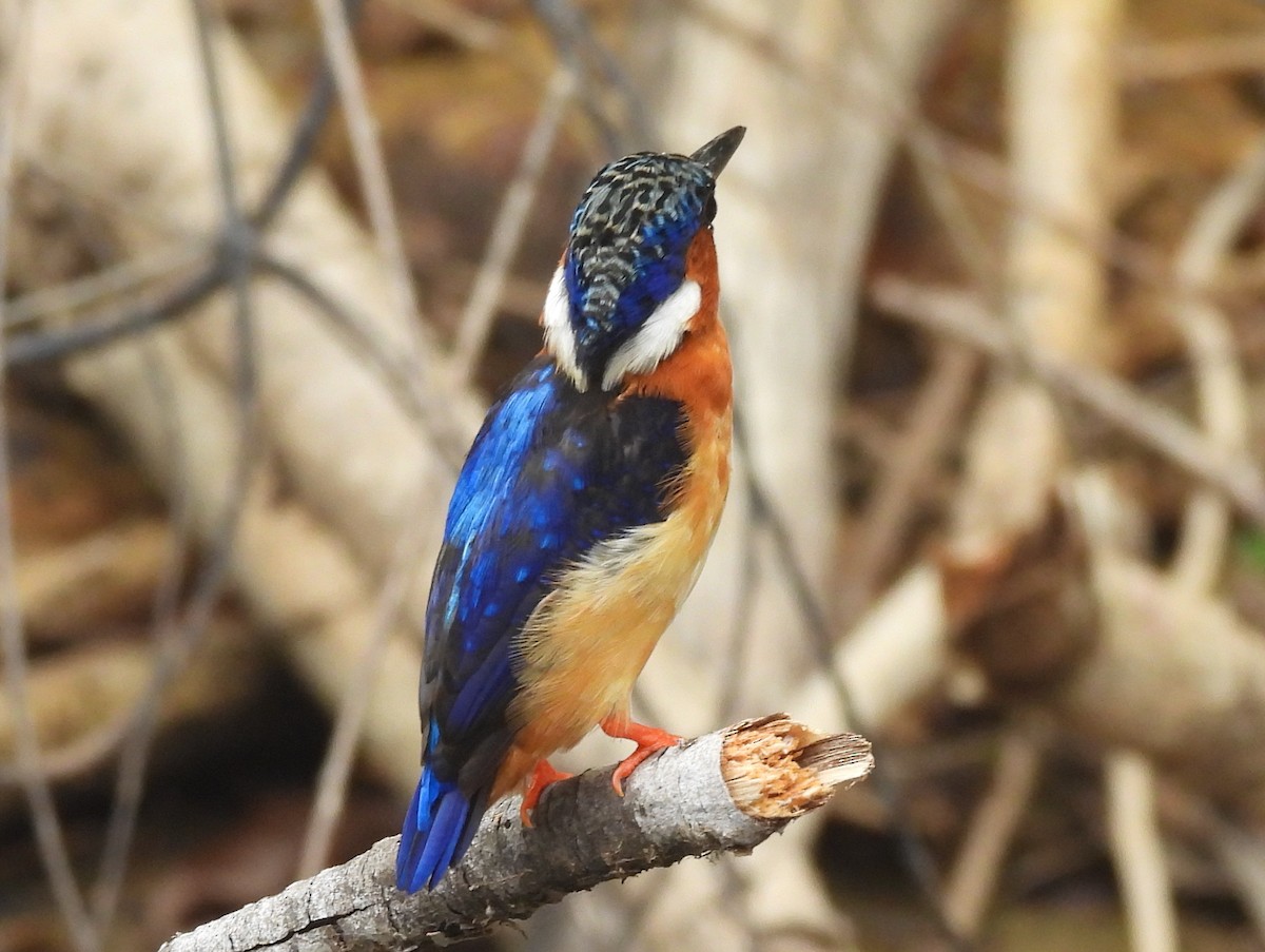 Malagasy Kingfisher - ML646596250