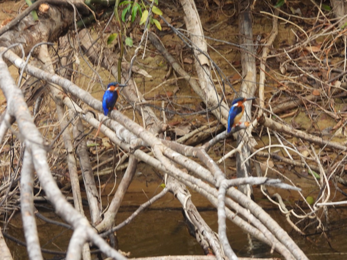 Malagasy Kingfisher - ML646596252