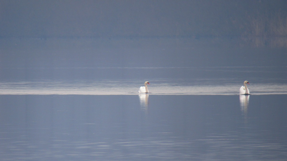 疣鼻天鵝 - ML646596256