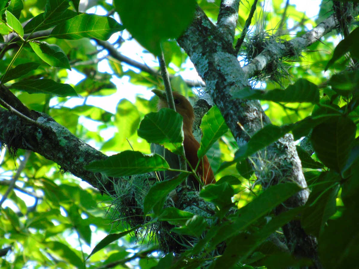 Common Squirrel-Cuckoo - ML646596257