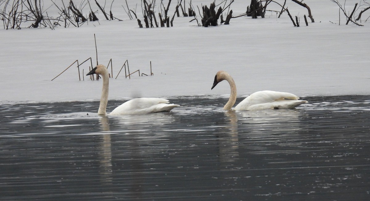 Beltxarga tronpetaria - ML646596258