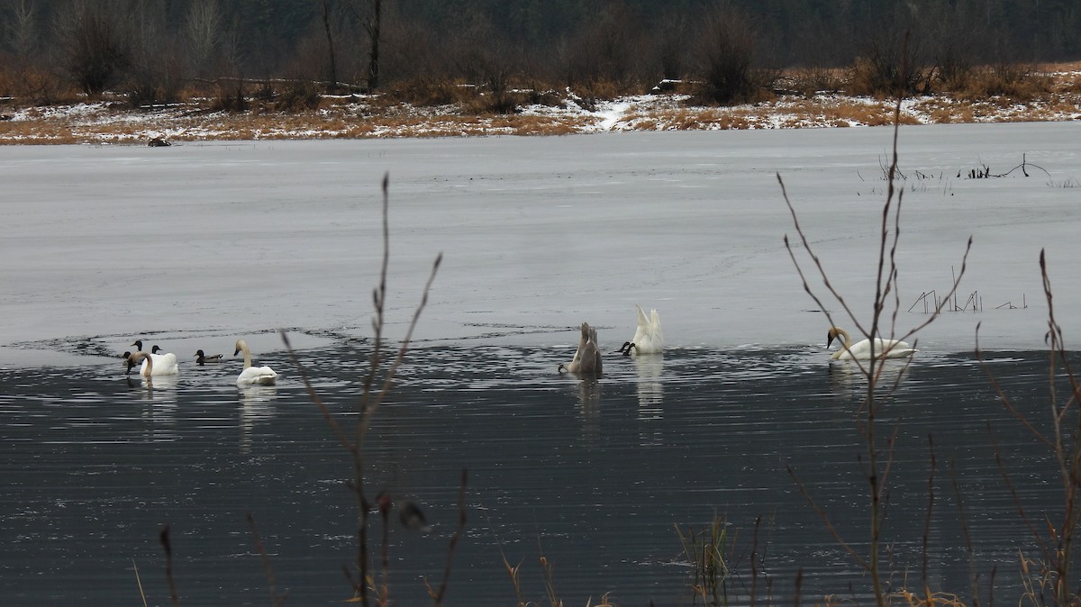 Beltxarga tronpetaria - ML646596259