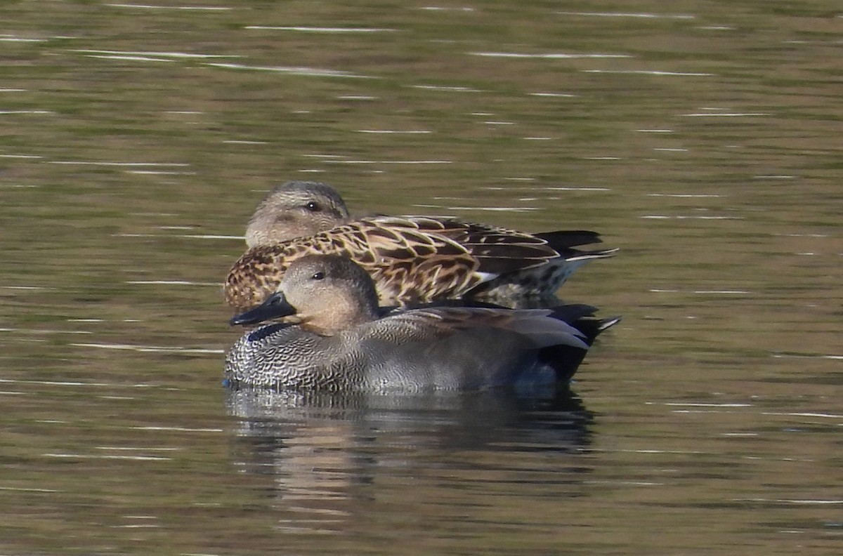 Gadwall - ML646596267