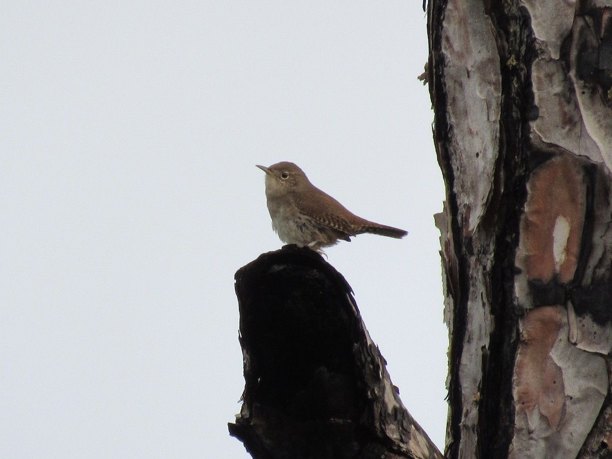 Northern House Wren - ML646596268
