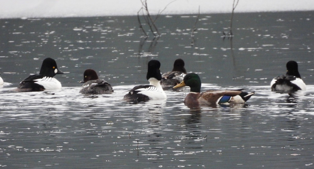 Basahatea - ML646596269